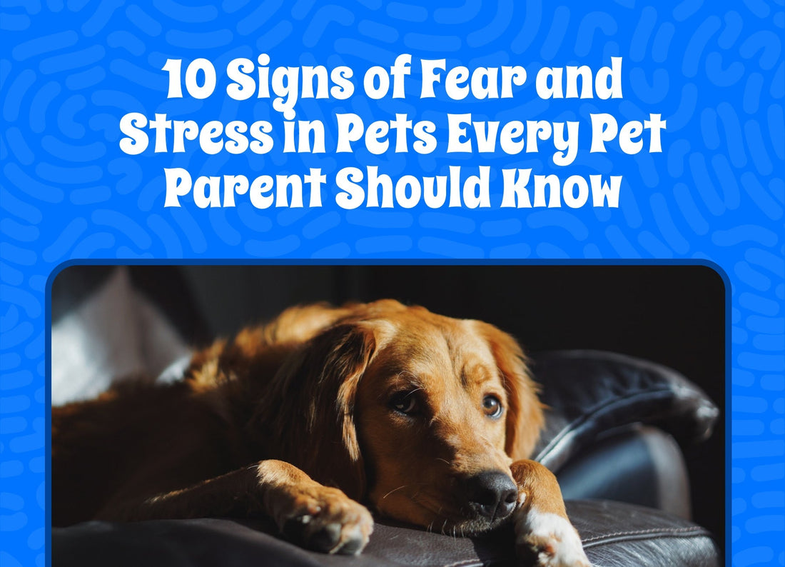 10 Signs of Fear and Stress in Pets Every Pet Parent Should Know