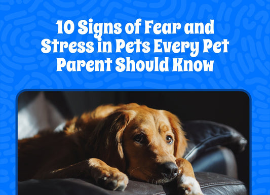 10 Signs of Fear and Stress in Pets Every Pet Parent Should Know