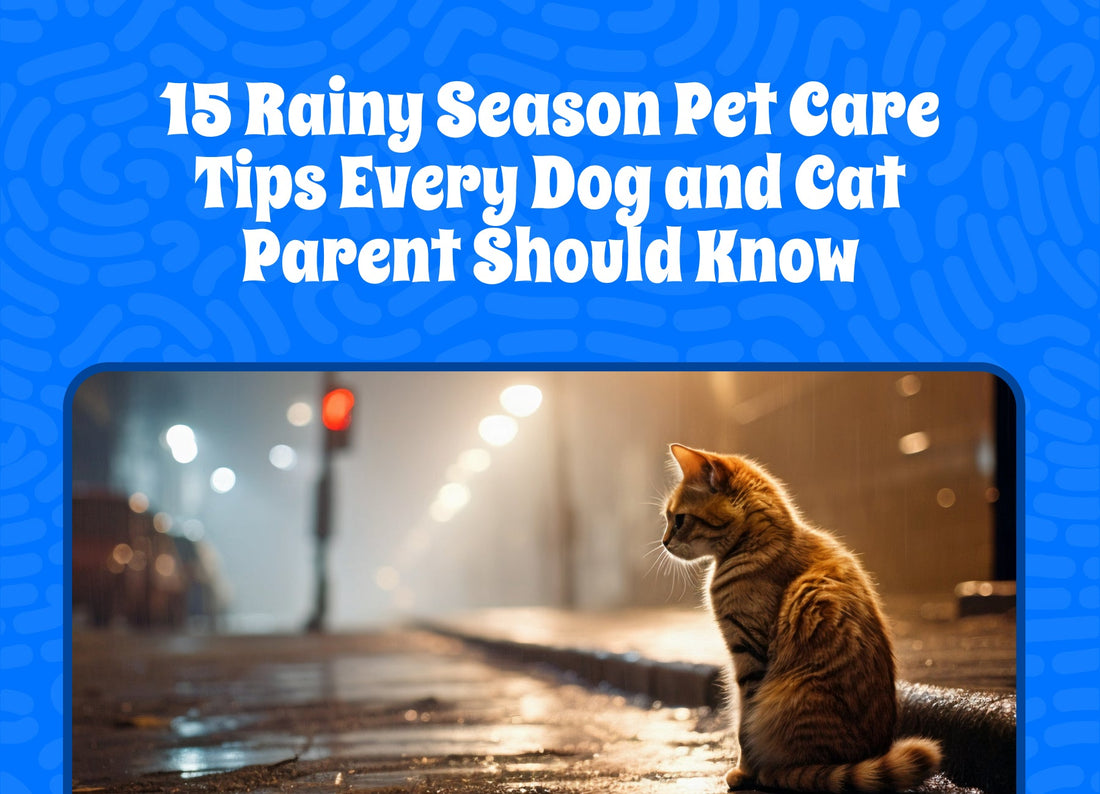 15 Rainy Season Pet Care Tips Every Dog and Cat Parent Should Know