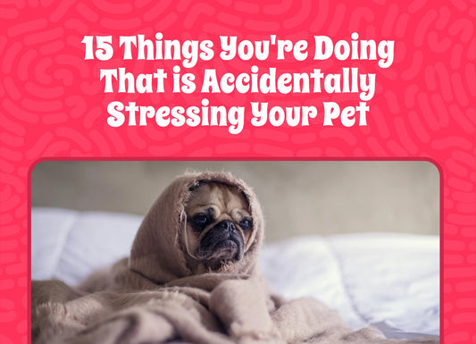 15 Things You're Doing That is Accidentally Stressing Your Pet