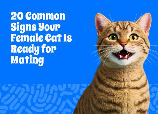 20 Common Signs Your Female Cat Is Ready for Mating