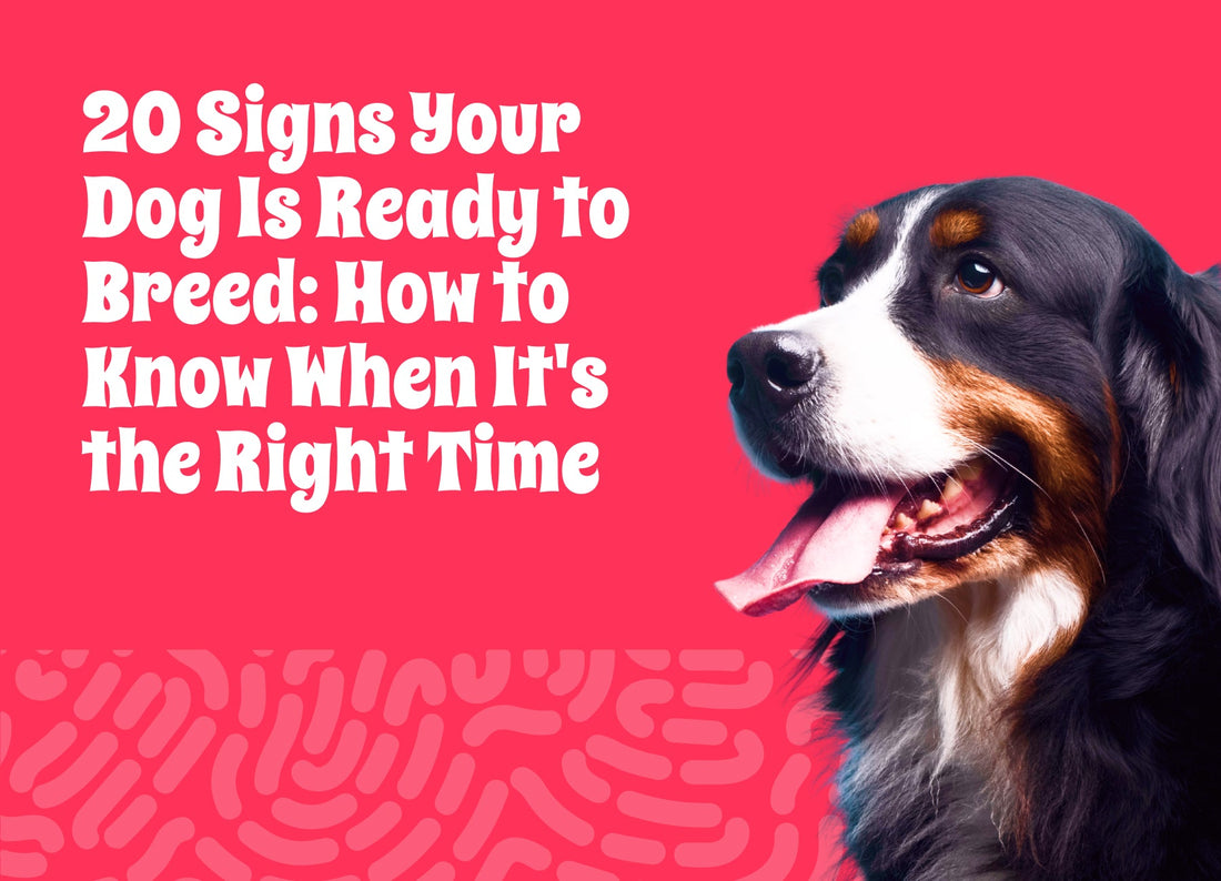 20 Signs Your Dog Is Ready to Breed: How to Know When It's the Right Time