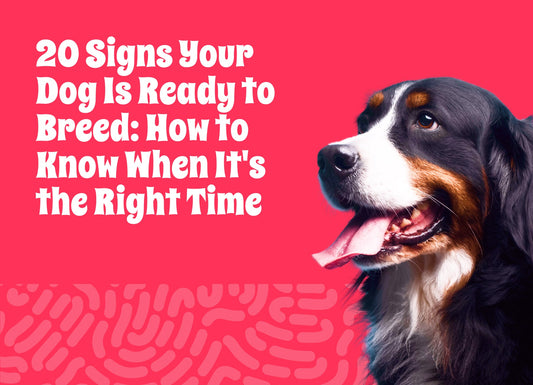20 Signs Your Dog Is Ready to Breed: How to Know When It's the Right Time
