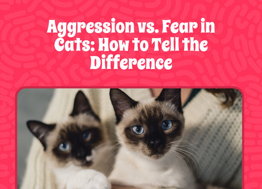 Aggression vs. Fear in Cats: How to Tell the Difference
