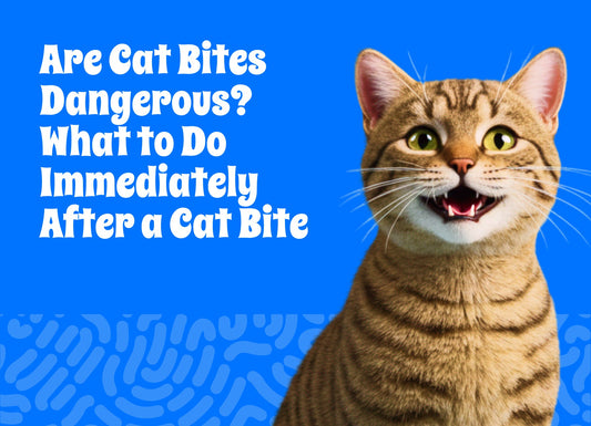 Are Cat Bites Dangerous? What to Do Immediately After a Cat Bite