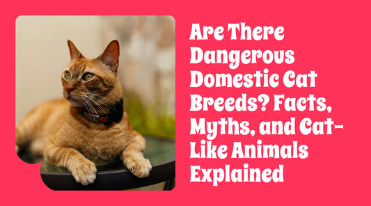 Are There Dangerous Domestic Cat Breeds? Facts, Myths, and Cat-Like Animals Explained