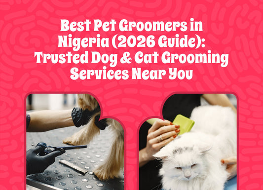 Best Pet Groomers in Nigeria (2026 Guide): Trusted Dog & Cat Grooming Services Near You