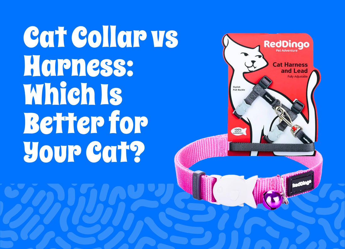 Cat Collar vs Harness: Which Is Better for Your Cat?