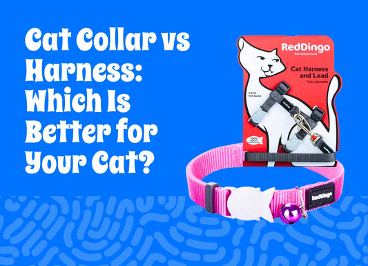 Cat Collar vs Harness: Which Is Better for Your Cat?