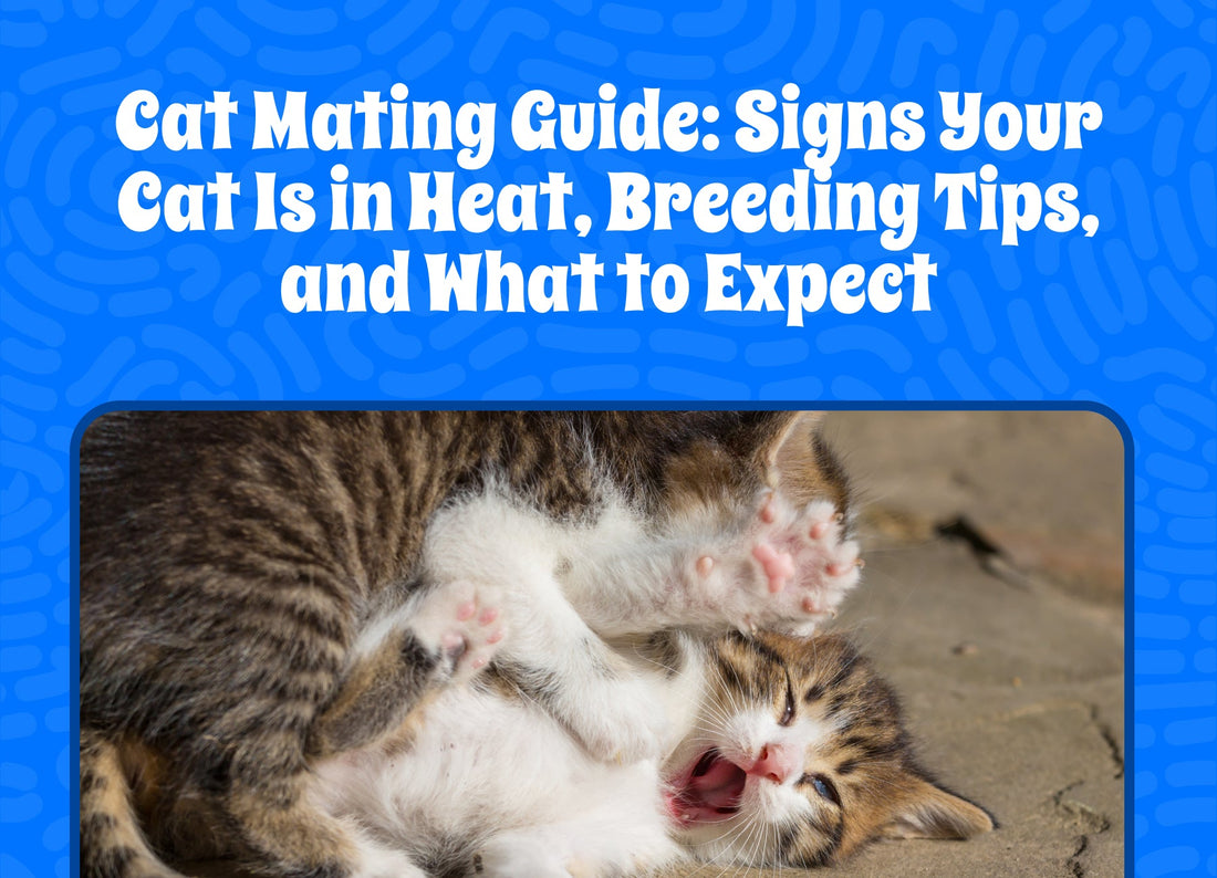 Cat Mating Guide: Signs Your Cat Is in Heat, Breeding Tips, and What to Expect