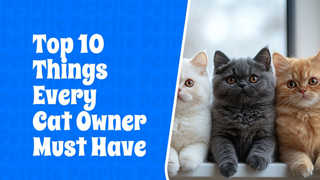 Top 10 Things Every Cat Parent Must Have