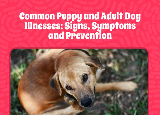 Common Puppy and Adult Dog Illnesses: Signs, Symptoms, and Prevention
