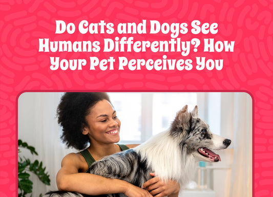 Do Cats and Dogs See Humans Differently? How Your Pet Actually Perceives You
