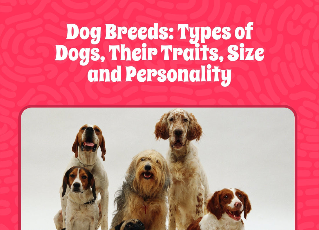 Dog Breeds: Types of Dogs, Their Traits, Size, and Personality