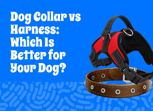 Dog Collar vs Harness: Which Is Better for Your Dog?