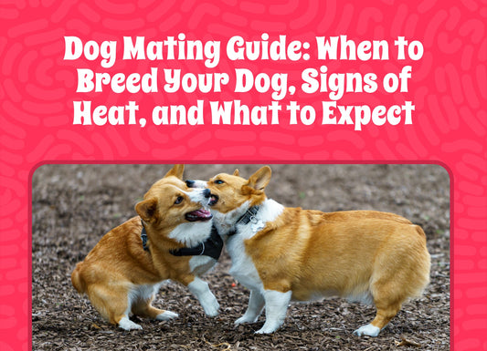Dog Mating Guide: When to Breed Your Dog, Signs Your Dog Is in Heat, and What to Expect