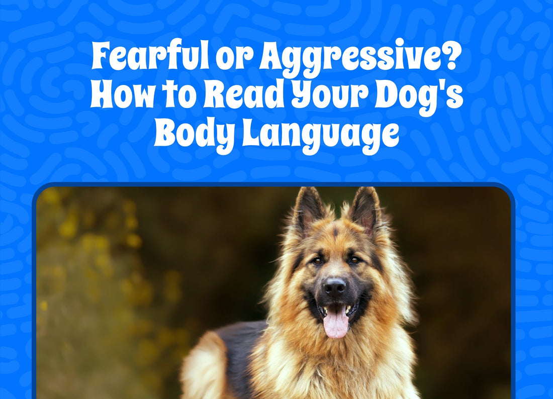 Fearful or Aggressive? How to Read Your Dog's Body Language