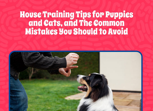 House Training Tips for Puppies and Cats and the Common Mistakes You Should Avoid