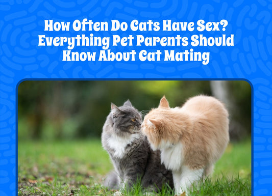 How Often Do Cats Have Sex? Everything Pet Parents Should Know About Cat Mating