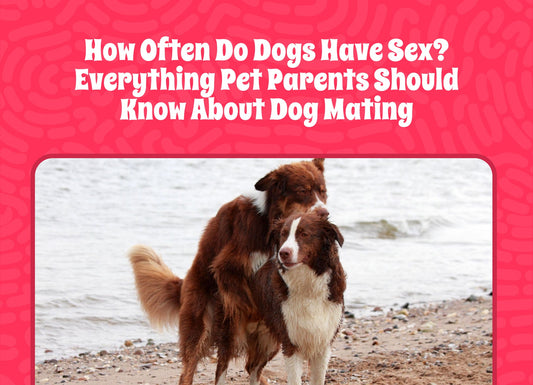 How Often Do Dogs Have Sex? Everything Pet Parents Should Know About Dog Mating