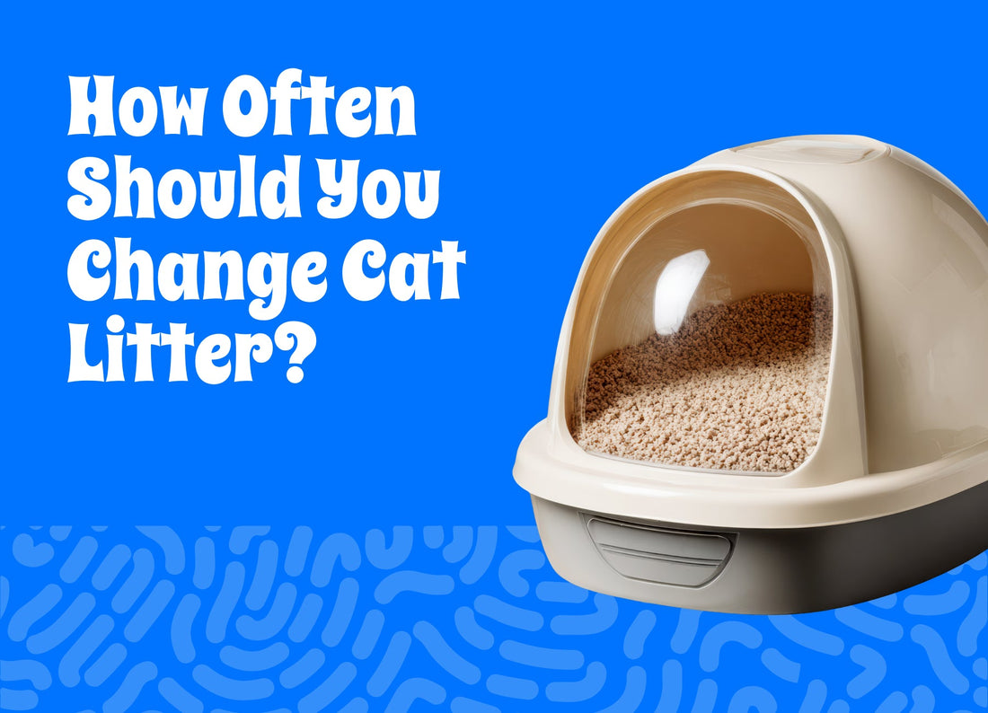 How Often Should You Change Cat Litter?