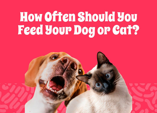 How Often Should You Feed Your Dog or Cat? A Complete Feeding Schedule Guide