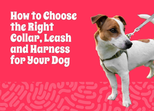 How to Choose the Right Collar, Leash, and Harness for Your Dog