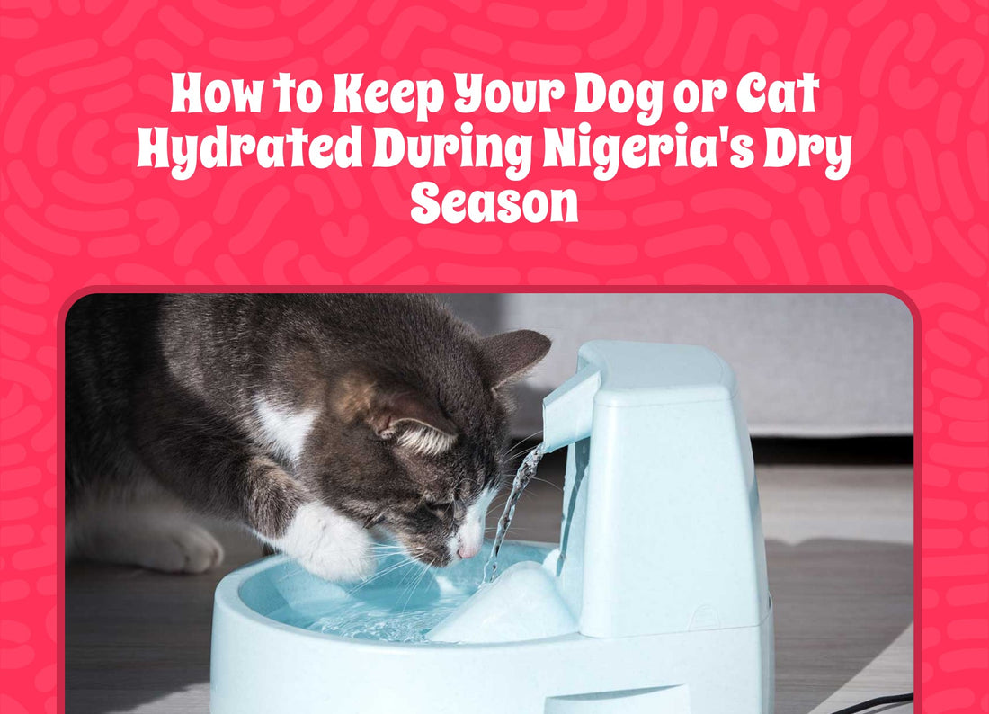 How to Keep Dogs and Cats Hydrated During Nigeria's Dry Season
