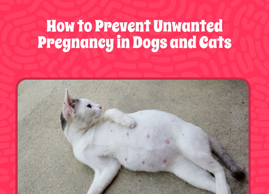 How to Prevent Unwanted Pregnancy in Dogs and Cats