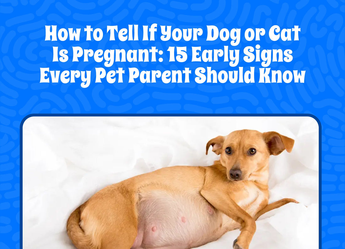 How to Tell If Your Dog or Cat Is Pregnant: 15 Early Signs Every Pet Parent Should Know