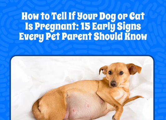 How to Tell If Your Dog or Cat Is Pregnant: 15 Early Signs Every Pet Parent Should Know