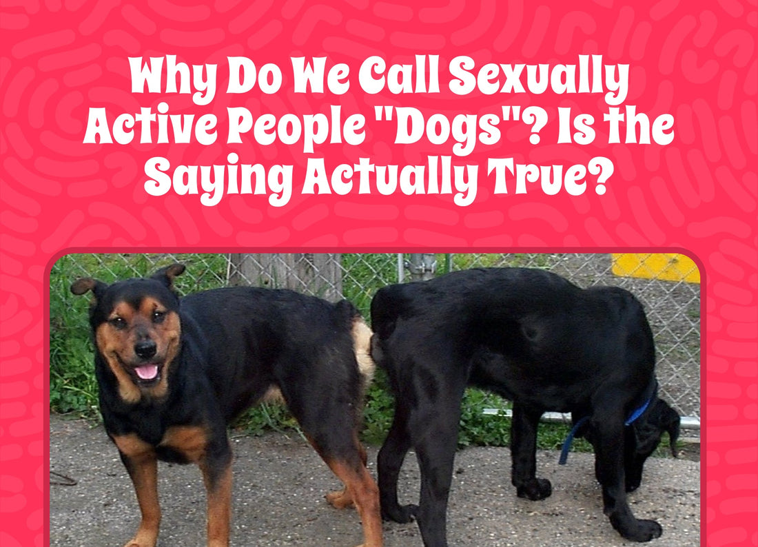 Why Do We Call Sexually Active People "Dogs"? Is the Saying Actually True?