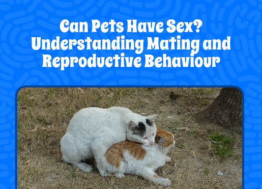 Can Pets Have Sex? Understanding Mating and Reproductive Behavior
