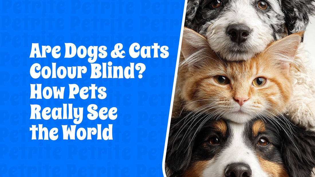 Are Dogs and Cats Color Blind? How Pets Really See the World