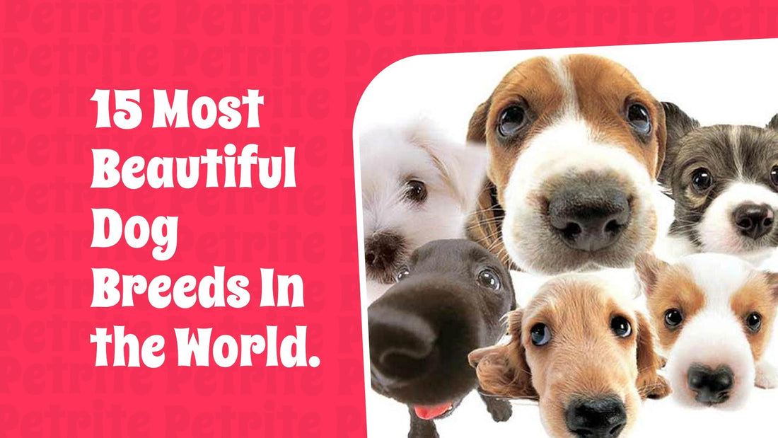 15 Most Beautiful Dog Breeds In the World