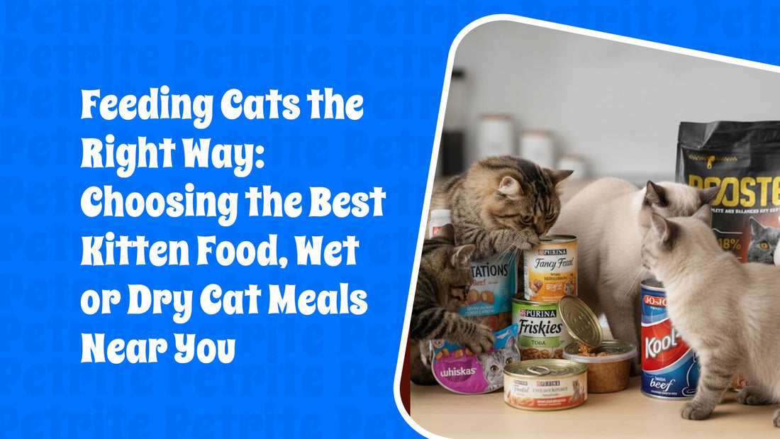 Feeding Cats the Right Way: Choosing the Best Kitten Food, Wet or Dry Cat Meals Near You