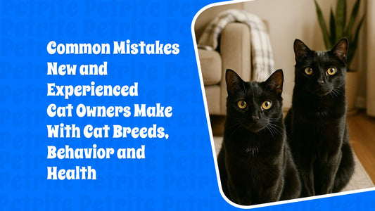Common Mistakes New and Experienced Cat Owners Make With Cat Breeds, Behavior and Health