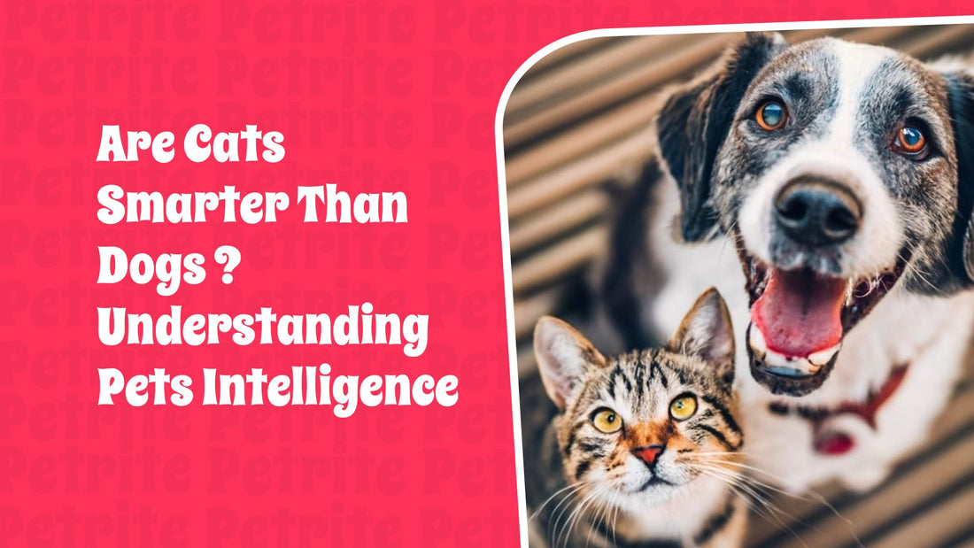 Are Cats Smarter Than Dogs? Understanding Pet Intelligence