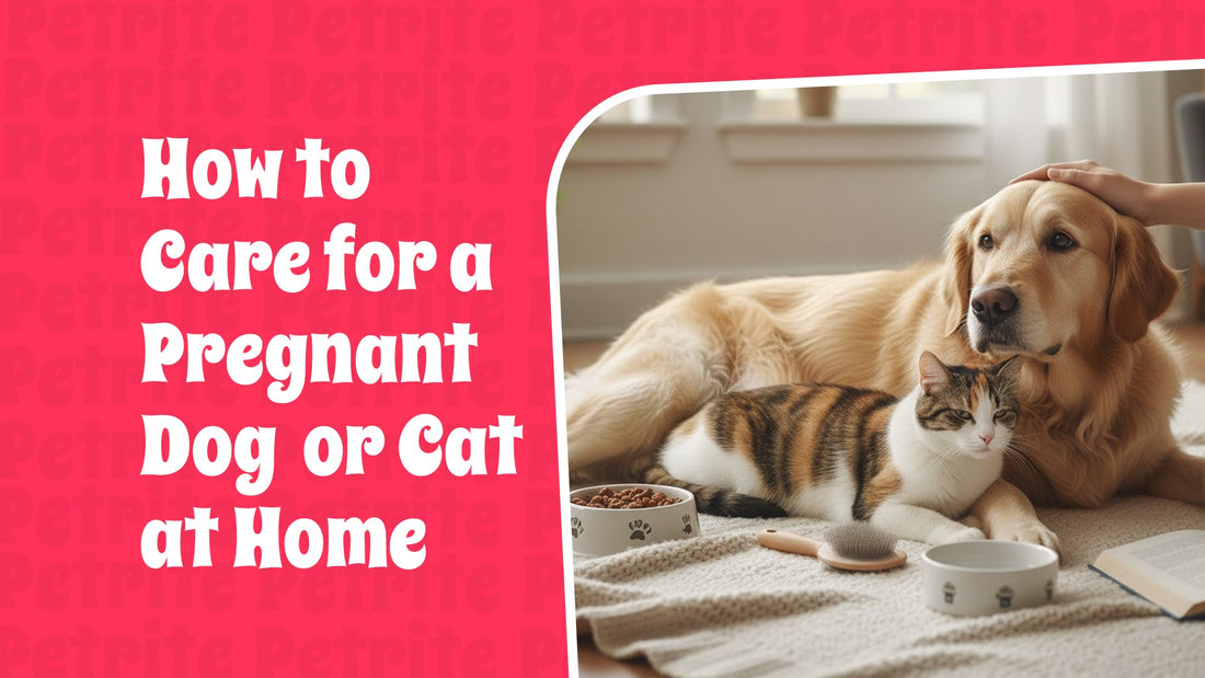 How to Care for a Pregnant Dog or Cat at Home.