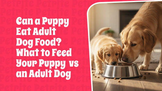 Can a Puppy Eat Adult Dog Food? What to Feed Your Puppy vs an Adult Dog