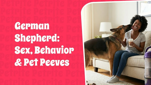 German Shepherd: Sex, Behavior, and Pet Peeves