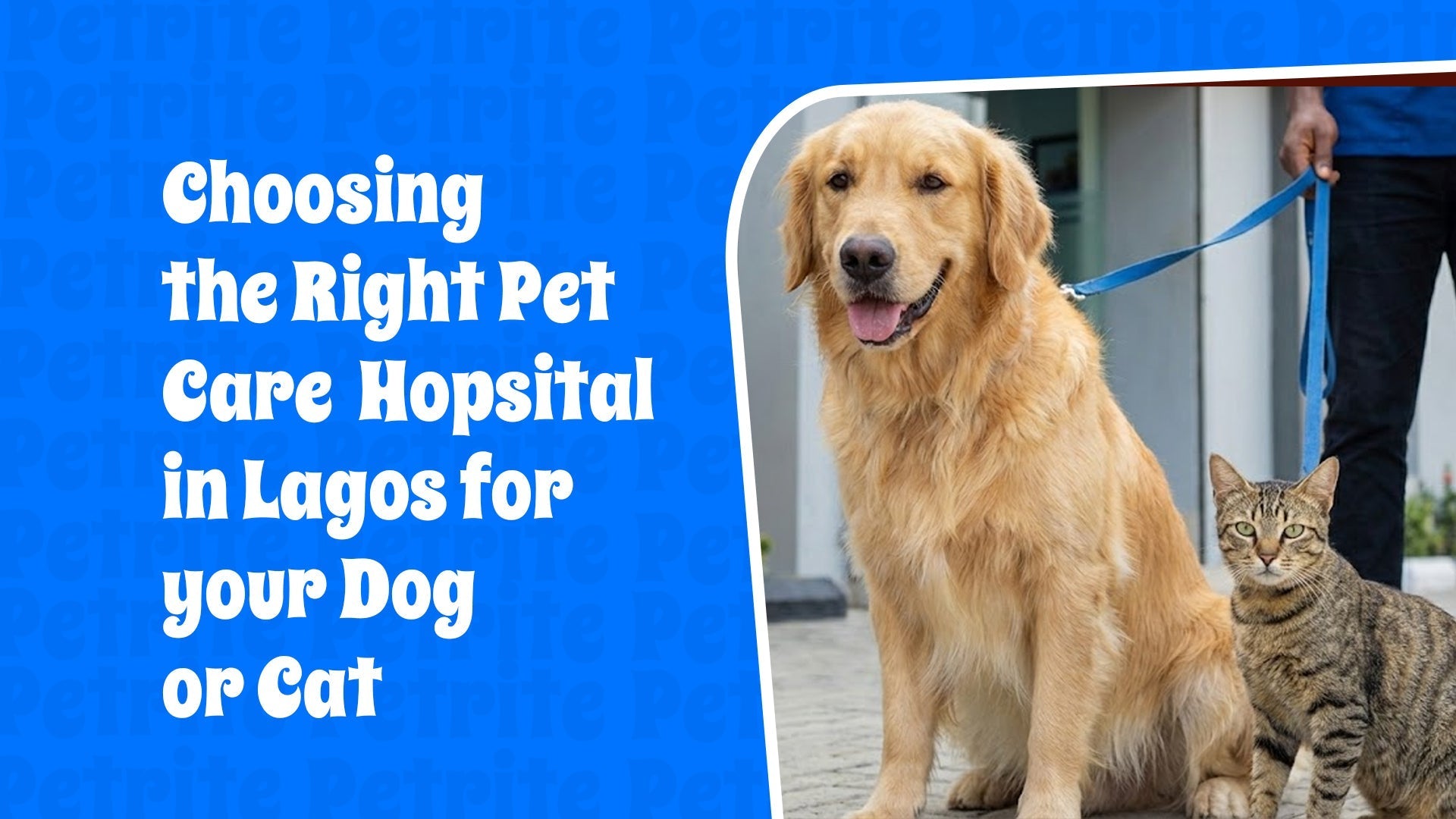 Choosing the Right Pet Care Hospital in Lagos for Your Dog or Cat – Petrite
