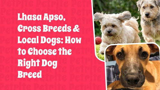 Lhasa Apso, Cross Breeds & Local Dogs: How to Choose the Right Dog Breed