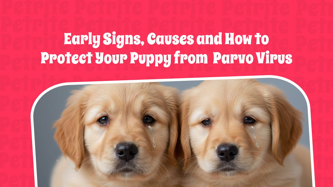 Early Signs, Causes and How to Protect Your Puppy from Parvo Virus