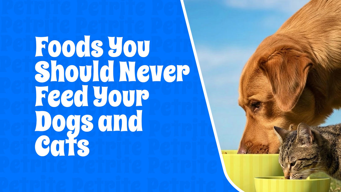 Foods You Should Never Feed Your Dogs and Cats