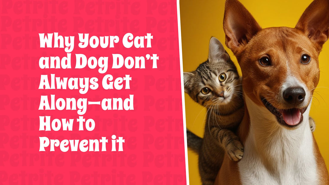 Why Your Cat and Dog Don't Always Get Along—and How to Prevent It