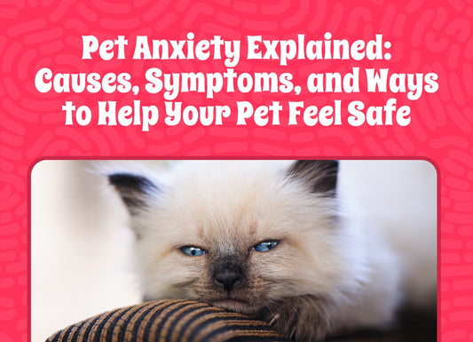 Pet Anxiety Explained: Causes, Symptoms, and Ways to Help Your Pet Feel Safe