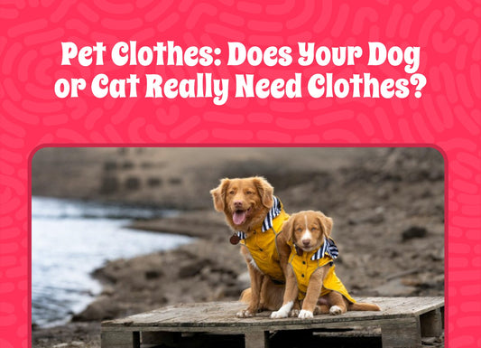 Pet Clothes: Does Your Dog or Cat Really Need Clothes?
