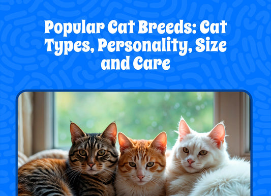 Popular Cat Breeds: Cat Types, Personality, Size, and Care