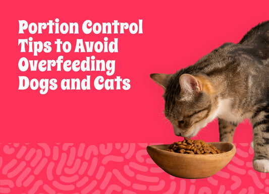 Portion Control Tips to Avoid Overfeeding Dogs and Cats